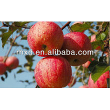 rojo fresco Gala Apple / Royal gala apple exportador